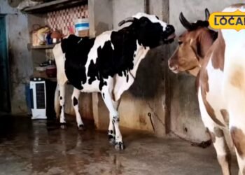Animal Husbandry : सर्दियों से पहले कर लें ये काम, नहीं लगेगी पशुओं को ठंड, एक्सपर्ट ने बताई ट्रिक