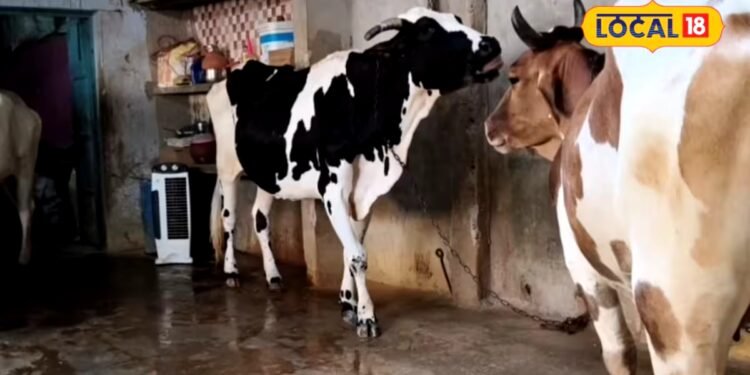 Animal Husbandry : सर्दियों से पहले कर लें ये काम, नहीं लगेगी पशुओं को ठंड, एक्सपर्ट ने बताई ट्रिक