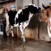 Animal Husbandry : सर्दियों से पहले कर लें ये काम, नहीं लगेगी पशुओं को ठंड, एक्सपर्ट ने बताई ट्रिक