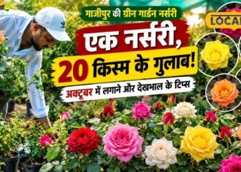 Rose Gardening Tips: सर्दियों में छत पर खिलेंगे रंग-बिरंगे गुलाब, अक्टूबर में पौधे लगाने का है अच्छा समय, जानें सही तरीका