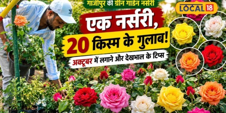 Rose Gardening Tips: सर्दियों में छत पर खिलेंगे रंग-बिरंगे गुलाब, अक्टूबर में पौधे लगाने का है अच्छा समय, जानें सही तरीका