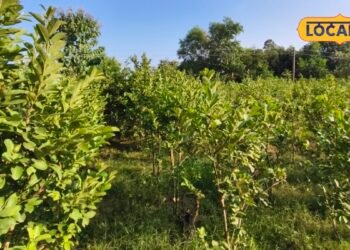 Guava Farming : ढाई बीघे से कमा रहा हर साल 4 लाख, गोंडा के किसान राजेश ने लगाई अमरूद की ऐसी वैरायटी