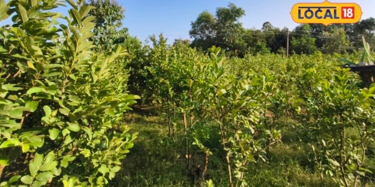 Guava Farming : ढाई बीघे से कमा रहा हर साल 4 लाख, गोंडा के किसान राजेश ने लगाई अमरूद की ऐसी वैरायटी