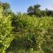 Guava Farming : ढाई बीघे से कमा रहा हर साल 4 लाख, गोंडा के किसान राजेश ने लगाई अमरूद की ऐसी वैरायटी