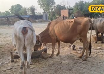 लखीमपुरः पशुओं को खिलायें अजोला, प्रोटीन और पोषक तत्वों से है भरपूर, दूध की नहीं होगी कमी