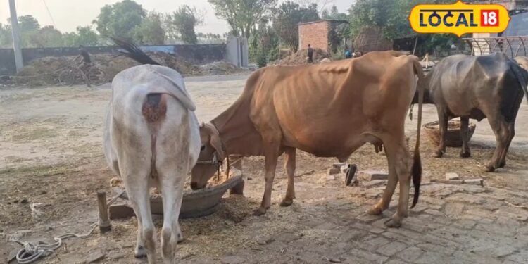लखीमपुरः पशुओं को खिलायें अजोला, प्रोटीन और पोषक तत्वों से है भरपूर, दूध की नहीं होगी कमी