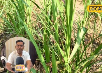 हर 2 महीने में चारा बोने की झंझट खत्म, किसान भाई एक बार लगा लें ये घास, 3 साल तक होती रहेगी कटाई