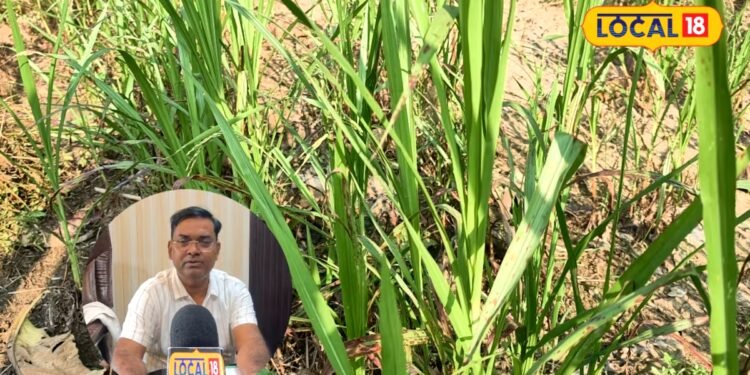 हर 2 महीने में चारा बोने की झंझट खत्म, किसान भाई एक बार लगा लें ये घास, 3 साल तक होती रहेगी कटाई