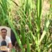 हर 2 महीने में चारा बोने की झंझट खत्म, किसान भाई एक बार लगा लें ये घास, 3 साल तक होती रहेगी कटाई