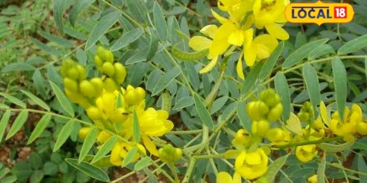 चित्रकूट के पथरीली जमीन पर करें औषधीय पौधे सोनामुखी की खेती, तीन महीने में तैयार, अन्ना जानवर भी नहीं पहुंचाते नुकसान