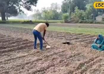 agriculture | farming news | potato farming | muli ki kheti | आलू के साथ किसान उगाएं ये फसल, 50 दिनों में हो जाएगी तैयार, एक ही खेत में होगी डबल कमाई