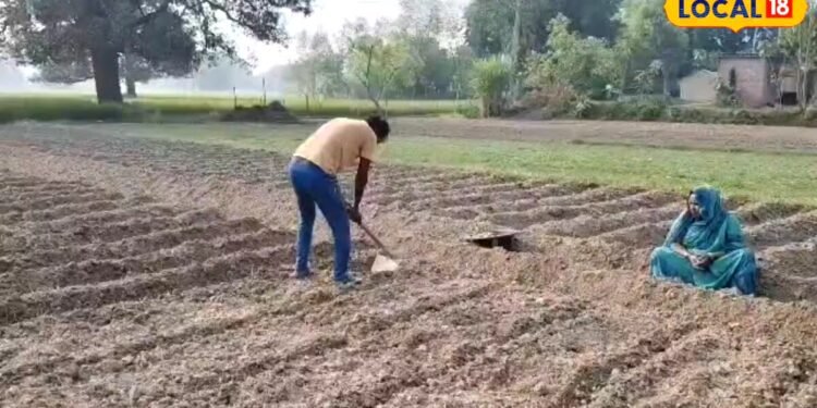 agriculture | farming news | potato farming | muli ki kheti | आलू के साथ किसान उगाएं ये फसल, 50 दिनों में हो जाएगी तैयार, एक ही खेत में होगी डबल कमाई