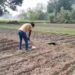 agriculture | farming news | potato farming | muli ki kheti | आलू के साथ किसान उगाएं ये फसल, 50 दिनों में हो जाएगी तैयार, एक ही खेत में होगी डबल कमाई