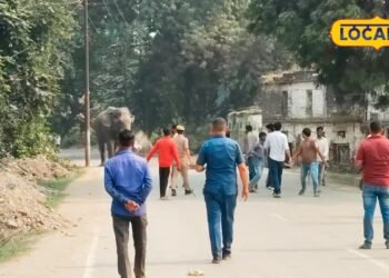 Varanasi News : 50 साल पहले भी पागल हुआ था काशी नरेश का हाथी, कैसे किया शांत? गोखरू फल आया काम