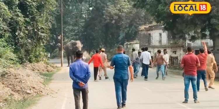 Varanasi News : 50 साल पहले भी पागल हुआ था काशी नरेश का हाथी, कैसे किया शांत? गोखरू फल आया काम