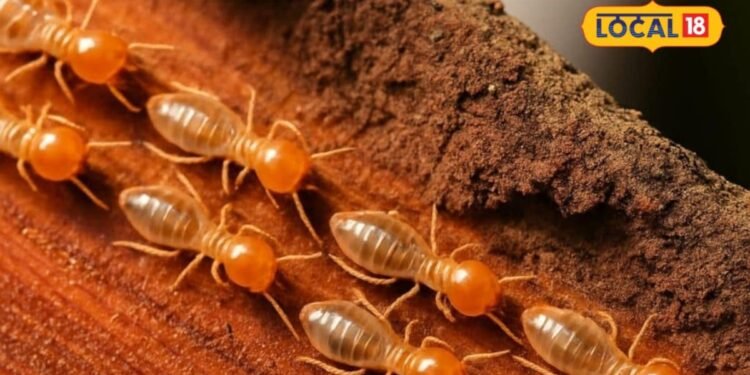 Termite Control Tips: लकड़ी के दरवाजे-खिड़कियों को दीमक से बचाना है? कारपेंटर जीशान से जानें असरदार घरेलू उपाय