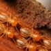 Termite Control Tips: लकड़ी के दरवाजे-खिड़कियों को दीमक से बचाना है? कारपेंटर जीशान से जानें असरदार घरेलू उपाय