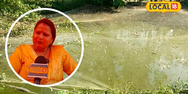 Business Idea: मुरादाबाद की प्रियंका तीन तालाब में 6 मछली प्रजाति का करती हैं पालन, पट्टे पर लेकर शुरू किया काम, हो रही बंपर कमाई