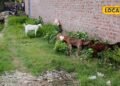 Goat Farming Gonda : बरबरी या जमुनापारी, गोंडा के लिए किस बकरी का पालन बेस्ट? आप न करना ये गलती