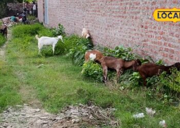 Goat Farming Gonda : बरबरी या जमुनापारी, गोंडा के लिए किस बकरी का पालन बेस्ट? आप न करना ये गलती