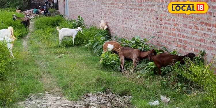 Goat Farming Gonda : बरबरी या जमुनापारी, गोंडा के लिए किस बकरी का पालन बेस्ट? आप न करना ये गलती