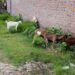 Goat Farming Gonda : बरबरी या जमुनापारी, गोंडा के लिए किस बकरी का पालन बेस्ट? आप न करना ये गलती