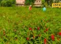 Agri Idea : न गुलाब, न गेंदा…बलिया के नीरज पढ़ाई के साथ कर रहे गुलमेहंदी की खेती, 2 महीने में फसल तैयार
