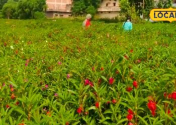 Agri Idea : न गुलाब, न गेंदा…बलिया के नीरज पढ़ाई के साथ कर रहे गुलमेहंदी की खेती, 2 महीने में फसल तैयार