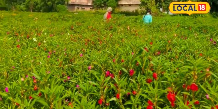 Agri Idea : न गुलाब, न गेंदा…बलिया के नीरज पढ़ाई के साथ कर रहे गुलमेहंदी की खेती, 2 महीने में फसल तैयार