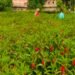 Agri Idea : न गुलाब, न गेंदा…बलिया के नीरज पढ़ाई के साथ कर रहे गुलमेहंदी की खेती, 2 महीने में फसल तैयार