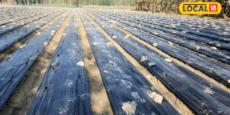 साधारण खेती में 1 लाख, बेड विधि से 4 बीघे में 2 लाख मुनाफा, बहराइच के किसान त्रिलोकी से जानें दोगुनी कमाई का फॉर्मूला