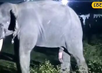 अगर सामने आ जाए गुस्से में लाल आंखों वाला हाथी, तो जान बचाने के लिए तुरंत करें ये काम