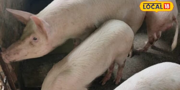 pig farming business plan | pig farming loan | सुअर पालन का कारोबार कर पशुपालक बन सकते हैं लखपति, एक्सपर्ट ने बताया कमाई का पूरा फॉर्मूला