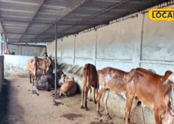 Dairy Farming Tips | best cow breed for dairy farming | पशुपालन टिप्स | Animal Husbandry |