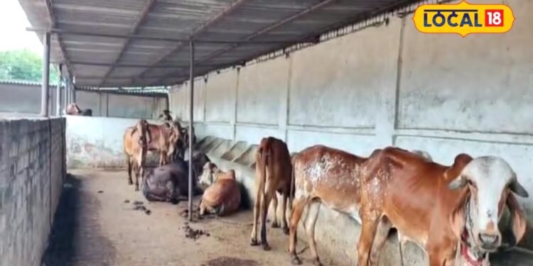 Dairy Farming Tips | best cow breed for dairy farming | पशुपालन टिप्स | Animal Husbandry |