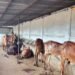Dairy Farming Tips | best cow breed for dairy farming | पशुपालन टिप्स | Animal Husbandry |