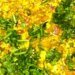 Paneer Bhurji : घर पर झटपट बनाएं पनीर की भुर्जी, 10 मिनट में हो जाएगी तैयार, ये रहा तरीका
