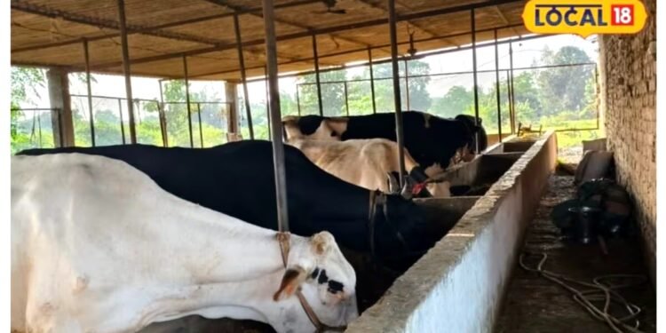 Animal Husbandry: गाय-भैंस का दूध है बढ़ाना तो सिर्फ चारा ही नहीं, इन बातों का भी रखें ध्यान