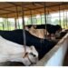 Animal Husbandry: गाय-भैंस का दूध है बढ़ाना तो सिर्फ चारा ही नहीं, इन बातों का भी रखें ध्यान