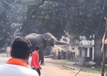 महावत को पटका, खंभे तोड़े, छज्जा तोड़ा… बनारस में पगलाया हाथी, काशी नरेश के गजराज का आतंक