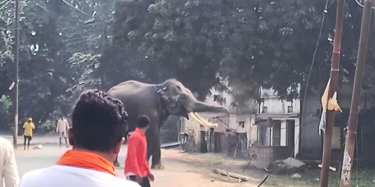 महावत को पटका, खंभे तोड़े, छज्जा तोड़ा… बनारस में पगलाया हाथी, काशी नरेश के गजराज का आतंक