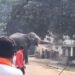 महावत को पटका, खंभे तोड़े, छज्जा तोड़ा… बनारस में पगलाया हाथी, काशी नरेश के गजराज का आतंक