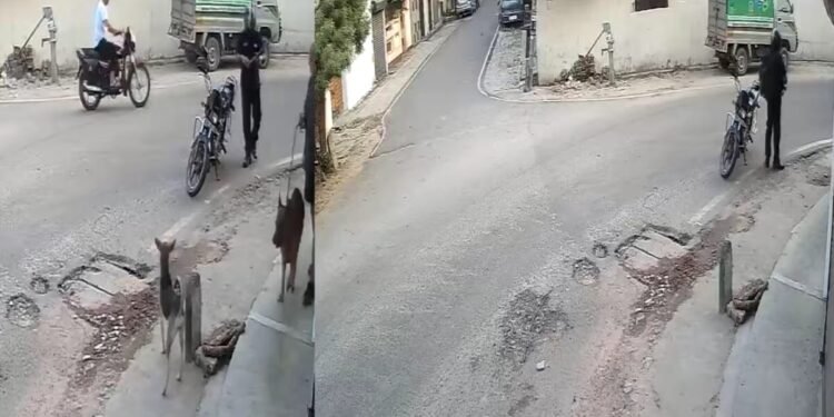 लखनऊ में स्ट्रीट डॉग को गोली मारने का आरोप, CCTV में कैद हुई घटना, पुलिस जांच में जुटी