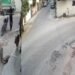 लखनऊ में स्ट्रीट डॉग को गोली मारने का आरोप, CCTV में कैद हुई घटना, पुलिस जांच में जुटी